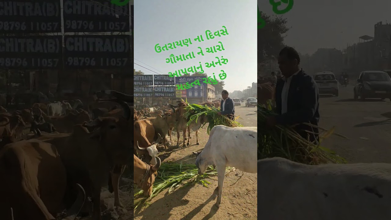 ઉતરાયણ ના દિવસે ગૌમાતા ને ચારો આપવાનું અનેરૂ મહત્વ રહ્યું છે. 🫠🫠 