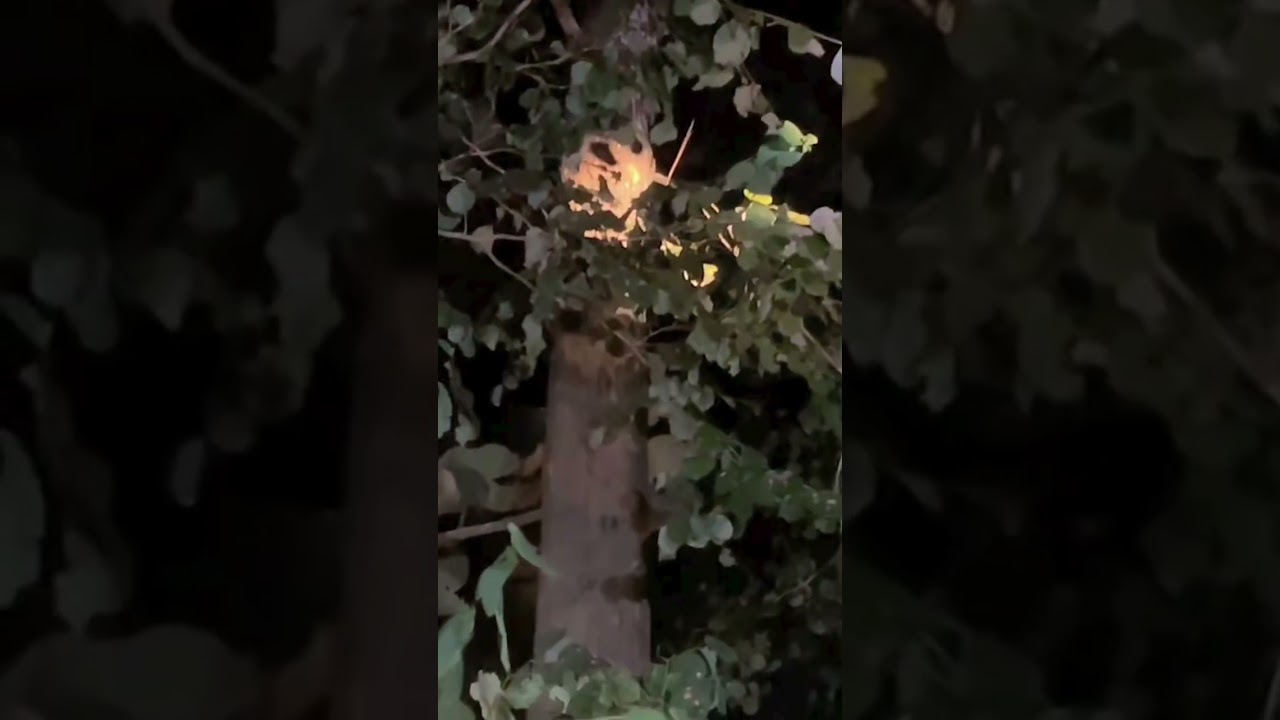 VIRAL!!! PENARIKAN BENDA PUSAKA 😱😱😱