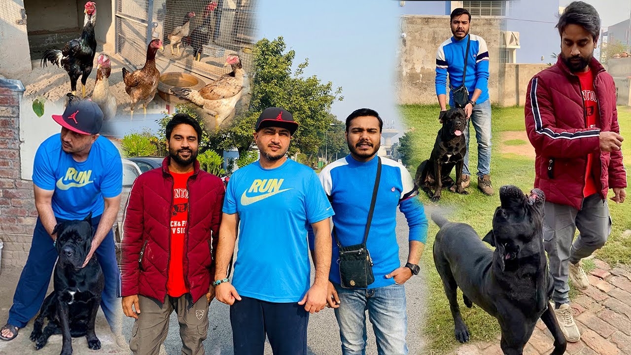 Biggest Cane Corso Dogs In Pakistan | shamo | Bunty Sonu Vlogs ft @ozkennels