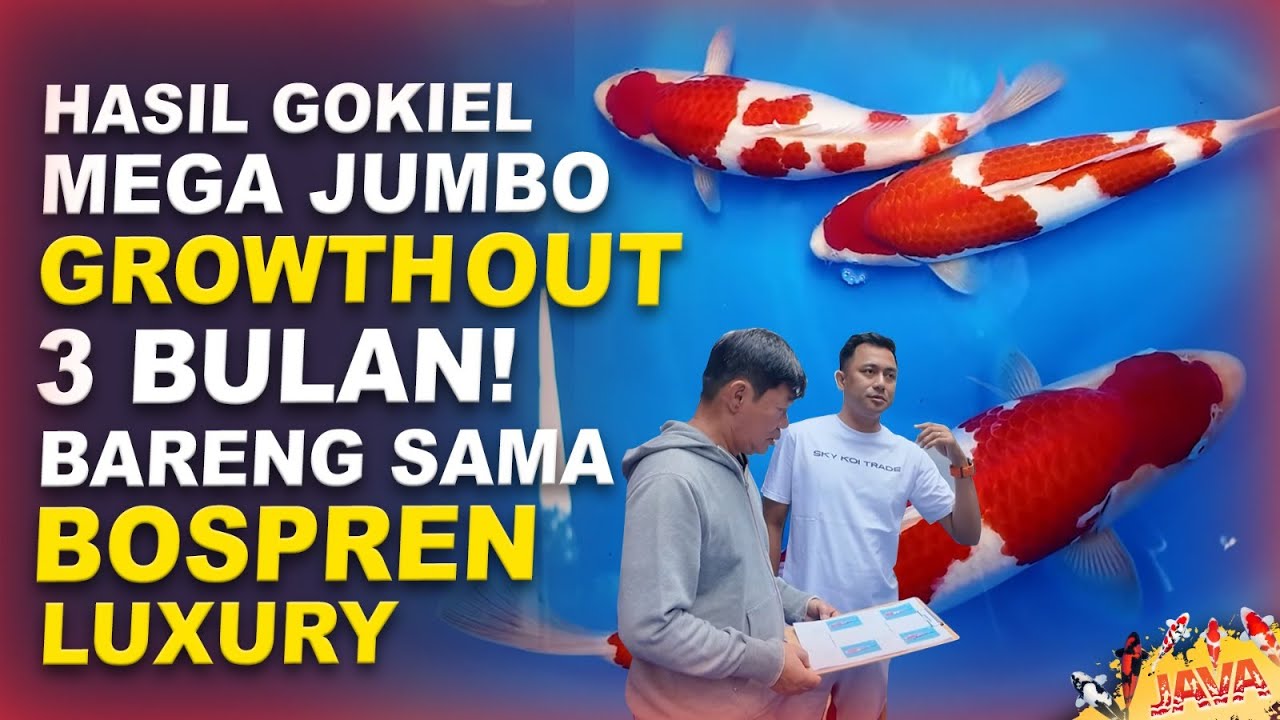 HASIL GROWTH OUT KOI 3 BULAN MEGA JUMBO X @𝘉𝘖𝘚𝘗𝘙𝘌𝘕