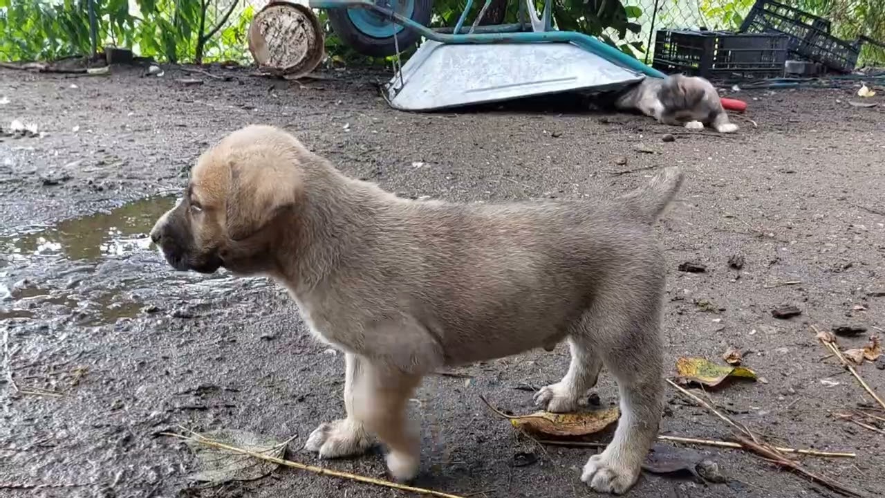 Cachorros de mastín español tradicional jugando.