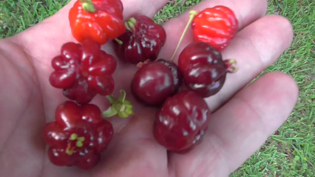 Chineese Lantern Fruit - SO GOOD and EASY TO GROW!!!!