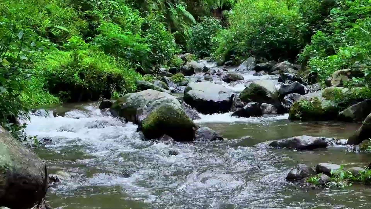 Ease your inner noise with peaceful river ambience in a soft green forest to guide you into sleep
