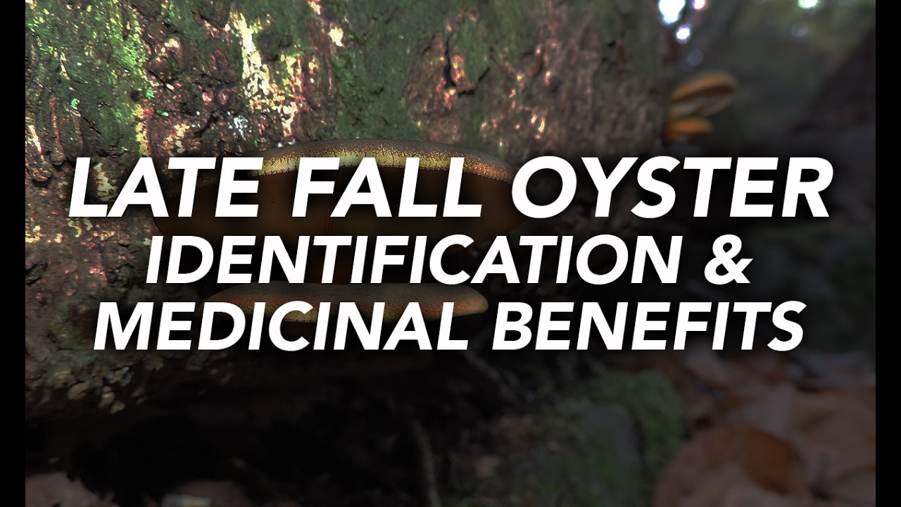 Late Fall Oyster (Panellus serotinus) &mdash;&nbsp;Identification & Medicinal Benefits