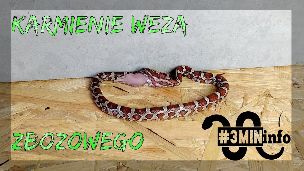 WĄŻ ZBOŻOWY KARMIENIE🐍  - Pantherophis guttatus  