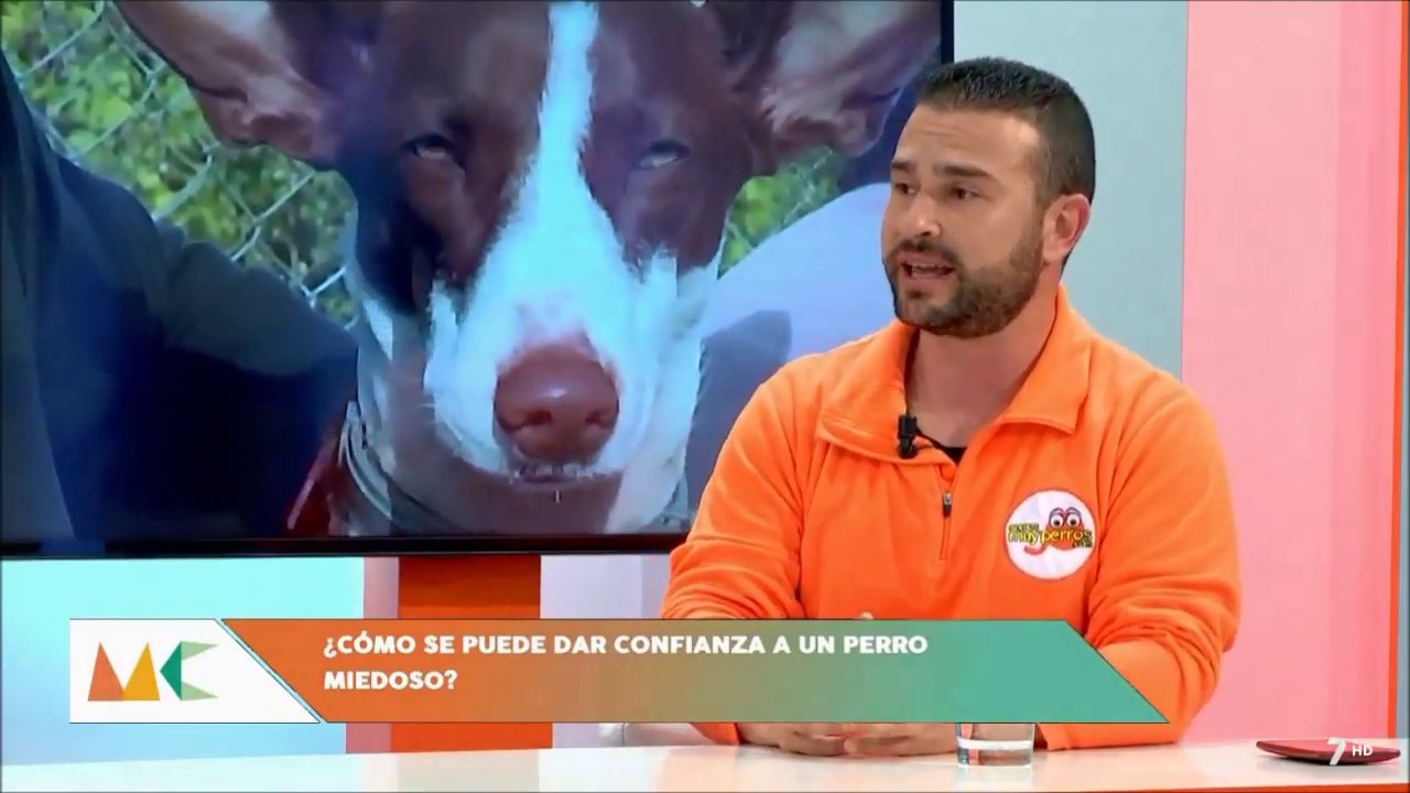 Cómo tratar a un perro con miedo