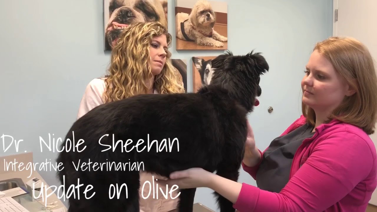 Update on Olive! Acupuncture for rear leg lameness and fecal incontinence.
