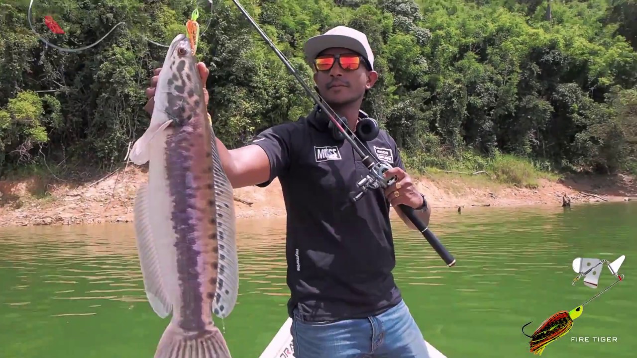 DRAVE ONE-R SERIES 2018 | BUZZBAIT FIRE TIGER TOMAN