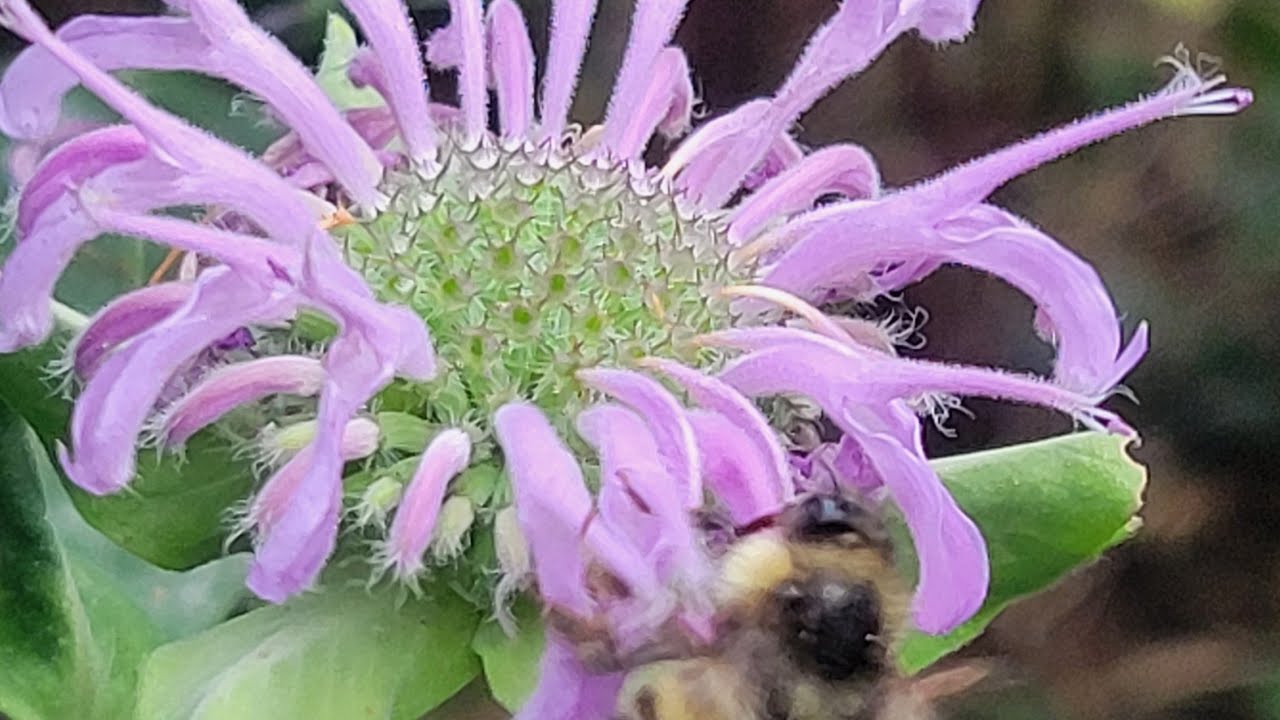 Life & Garden update