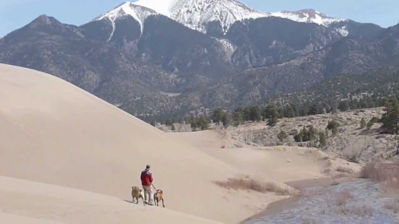 Boerboels visiting the Great Sand Dunes