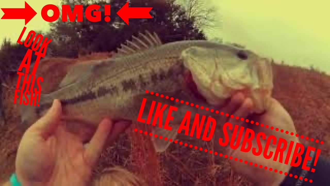 THIS FISH HAS SERIOUS BATTLE WOUNDS!!