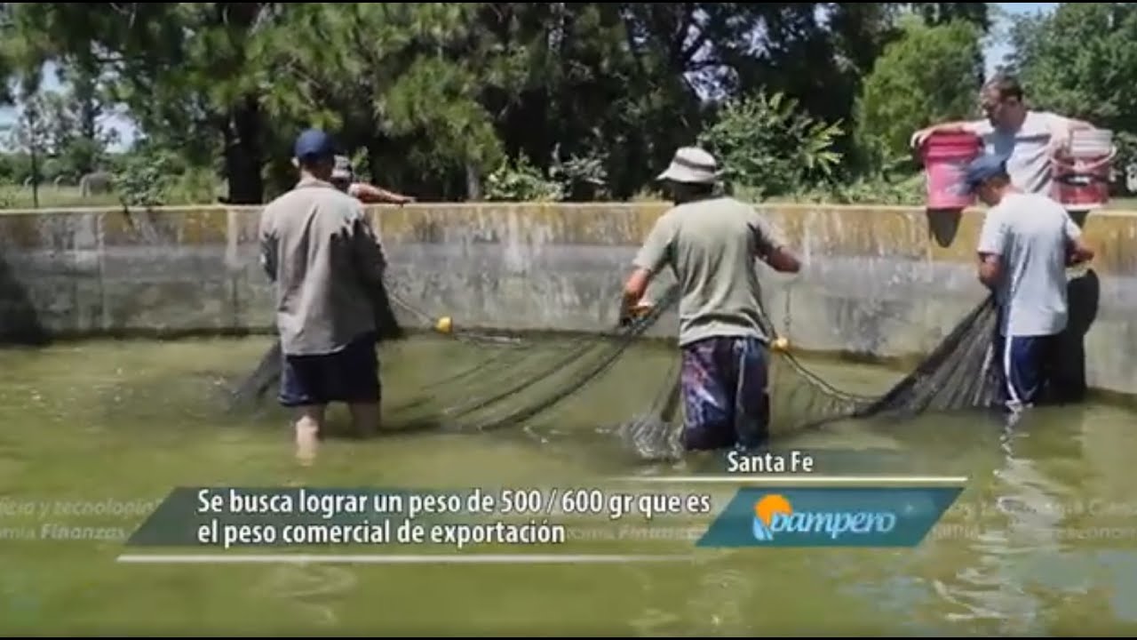 Producción de sábalos en cautiverio