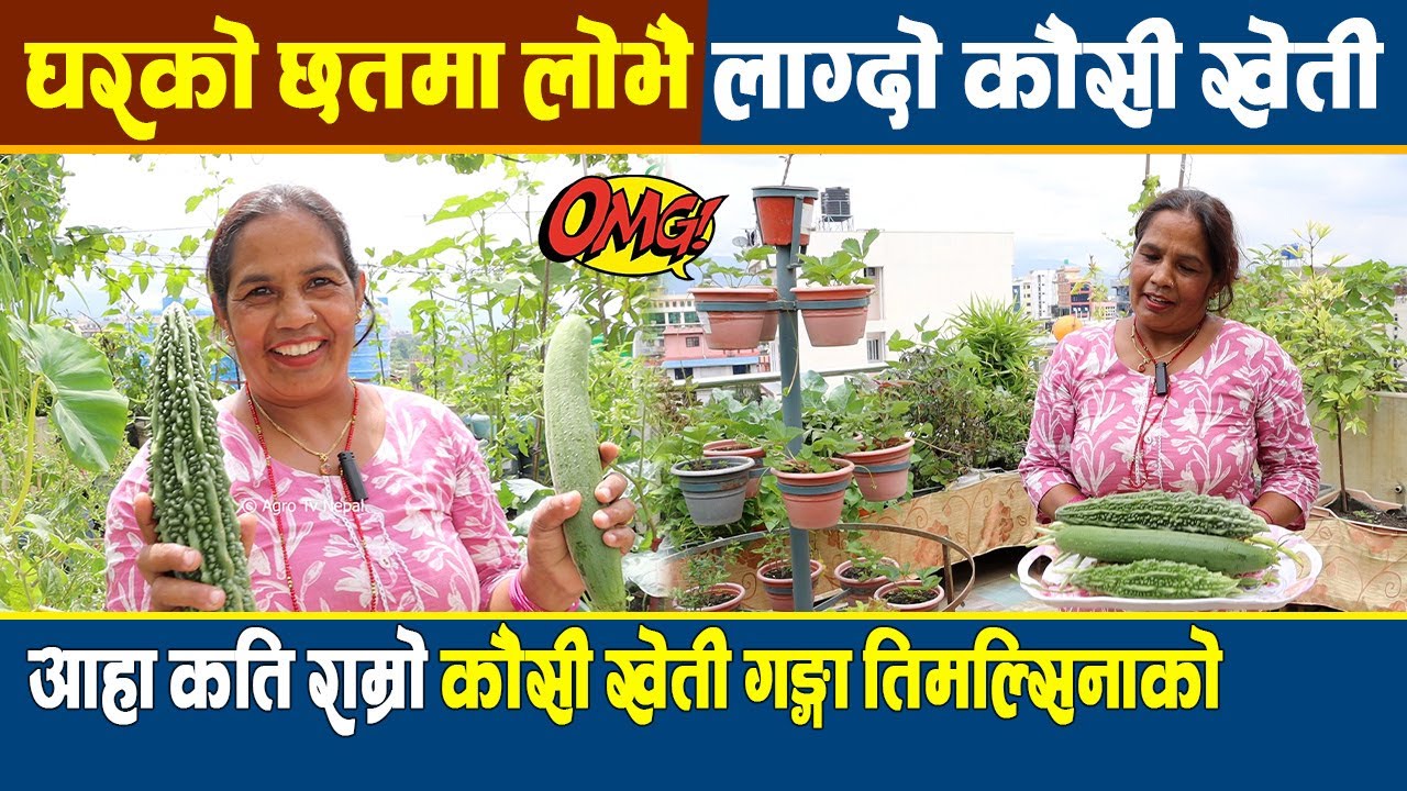 घरको छतमा लोभै लाग्दो कौसी खेती, आहा कति राम्रो कौसी खेती गङ्गा तिमल्सिनाको || Kausi Kheti In Nepal