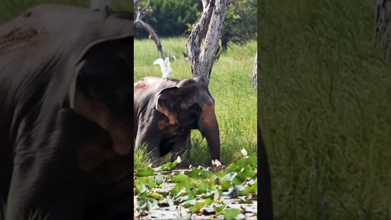 Yala National Park  -  Elephant  