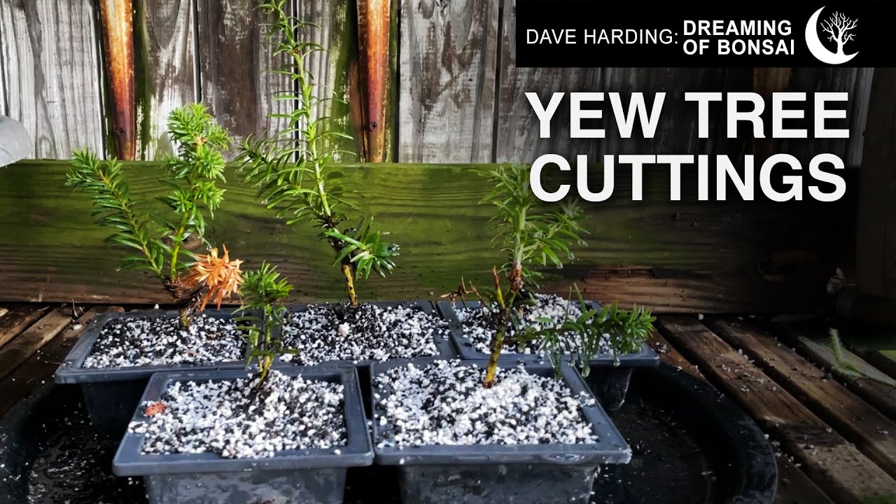 Yew Tree Cuttings, August 2025