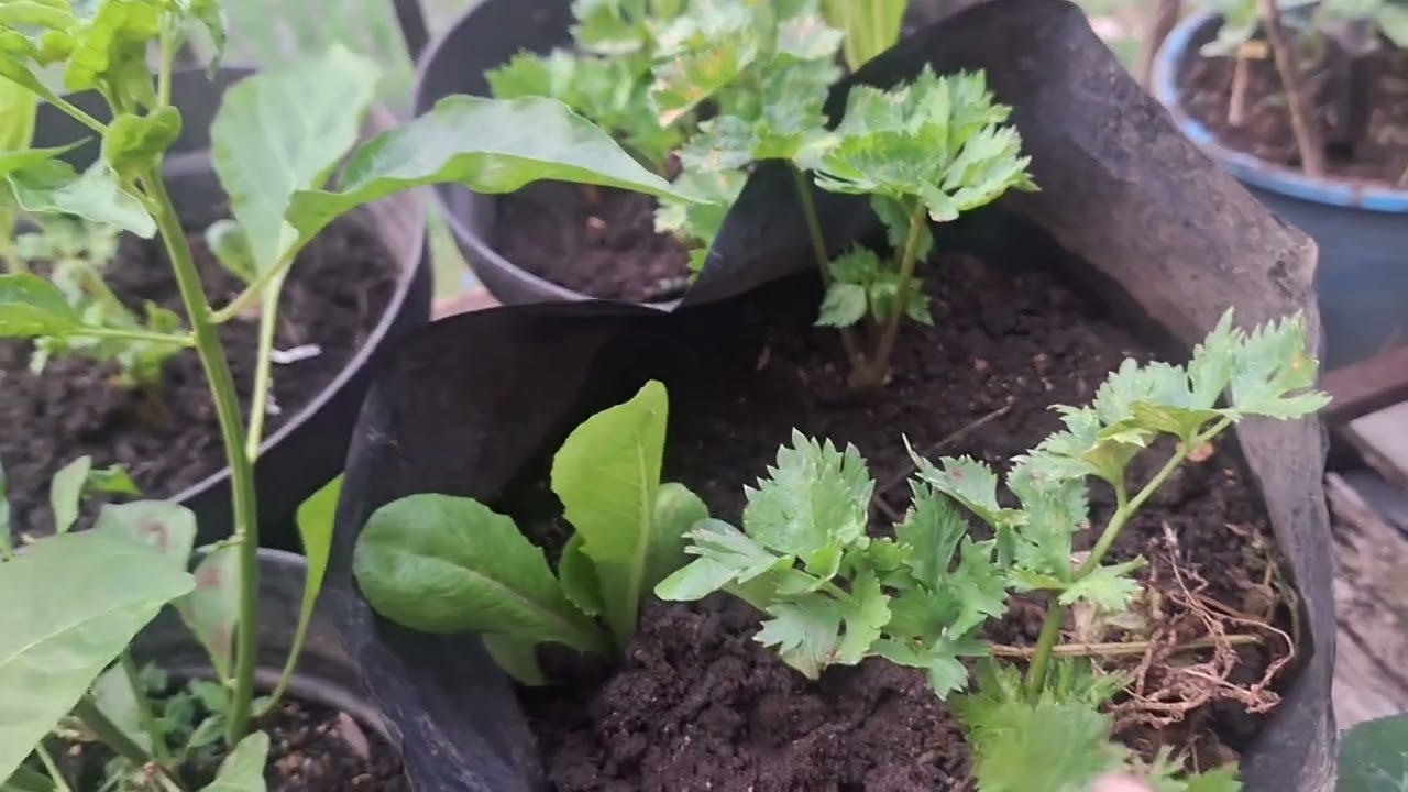 GARDEN TOUR BALKON DAN ROOFTOP MILIK KAKAKU || ADA TANAMAN APA SAJA #garden #gardentour #organic 