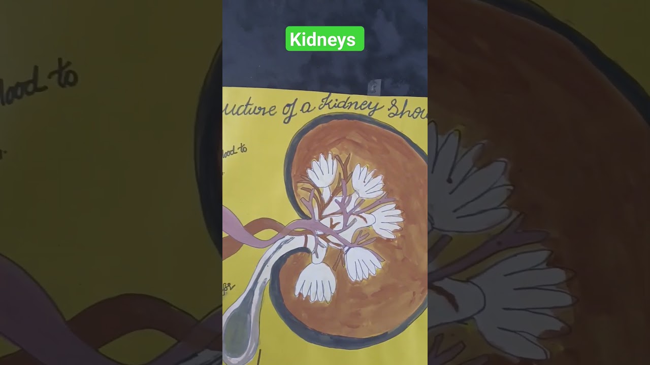 #kidney