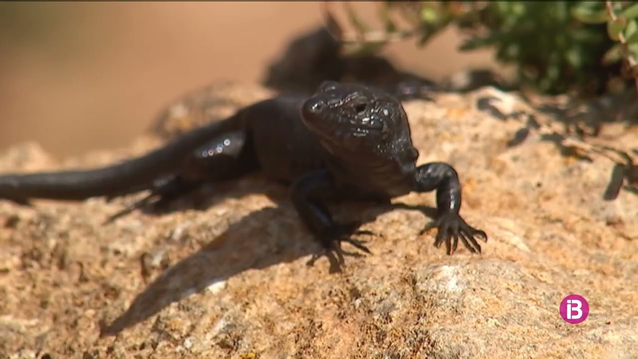L'illa de l'Aire: el paradís de sargantanes negres