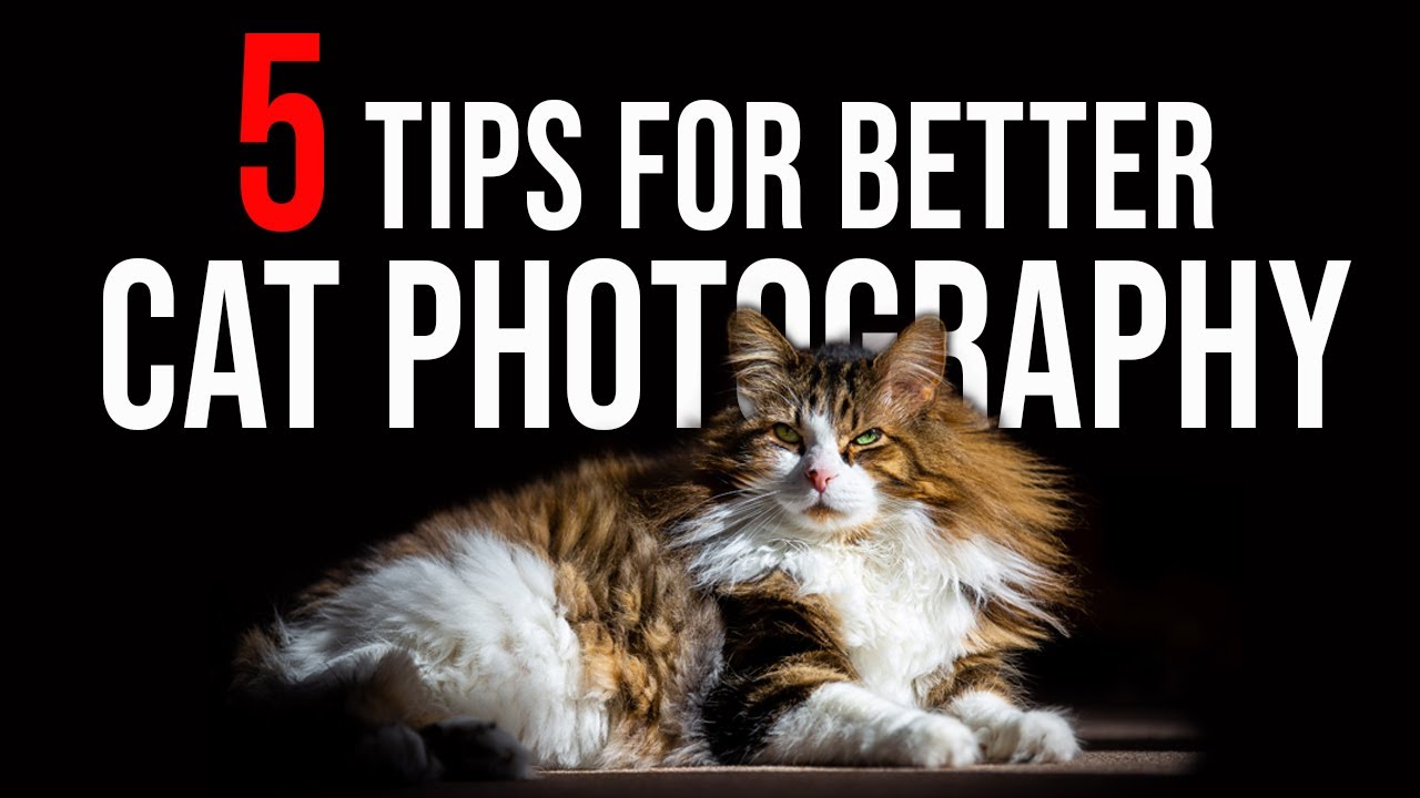 5 TIPS for better CAT PHOTOGRAPHY
