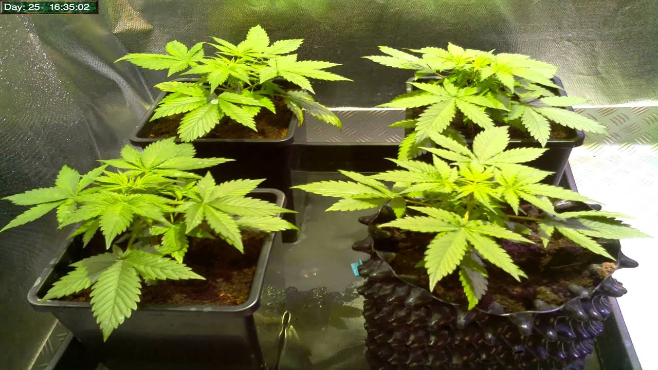 Auto Blueberry TimeLapse Days23-30