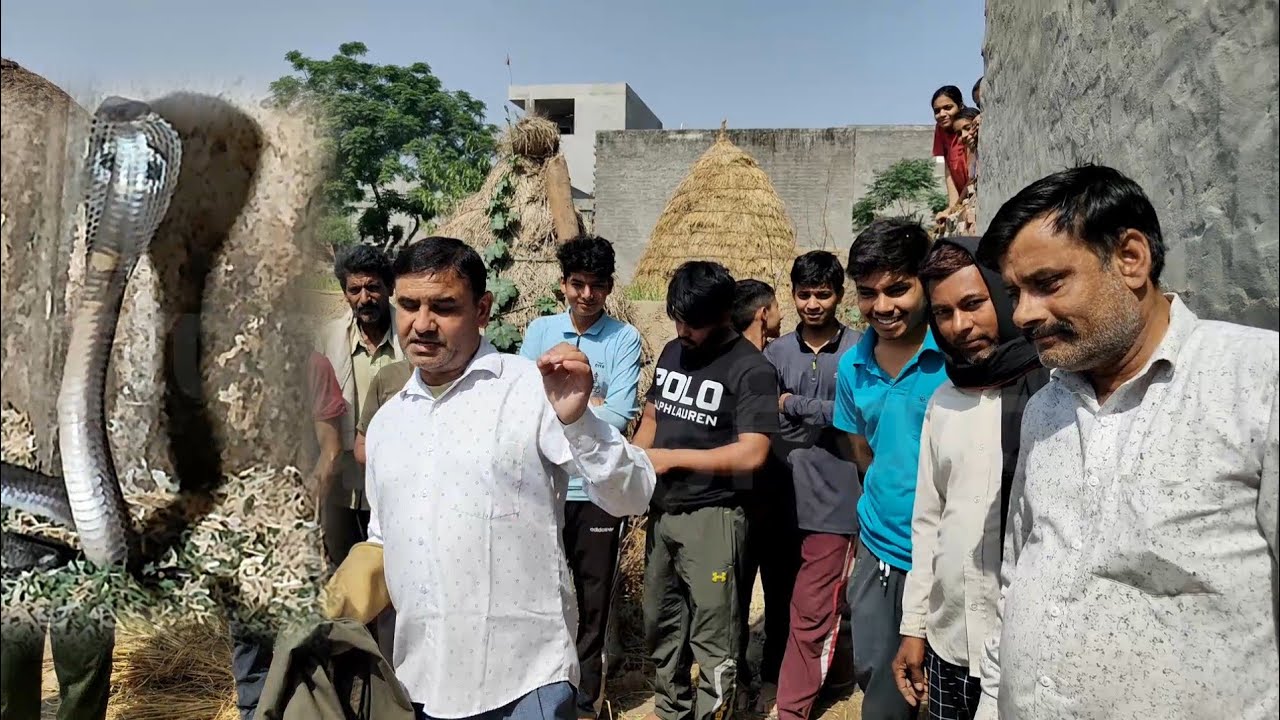 आधी रात को पशुओं के पास पहुंचा कोबरा///स्नेकमैन सतीश फफड़ाना (9255130130)