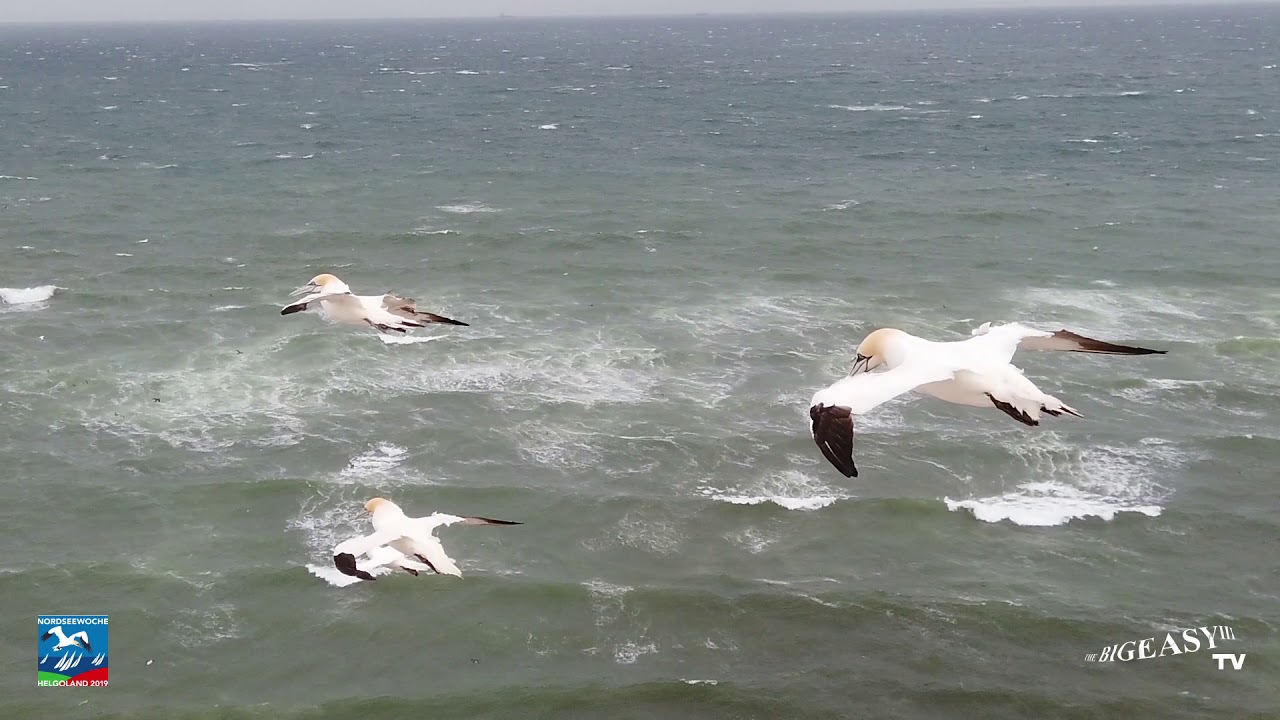 Nordseewoche 2019
