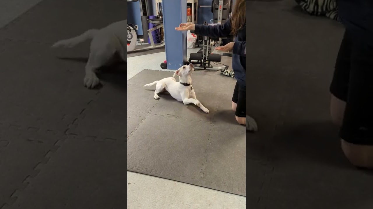 Cute #pupper does the cutest things while being trained #shorts