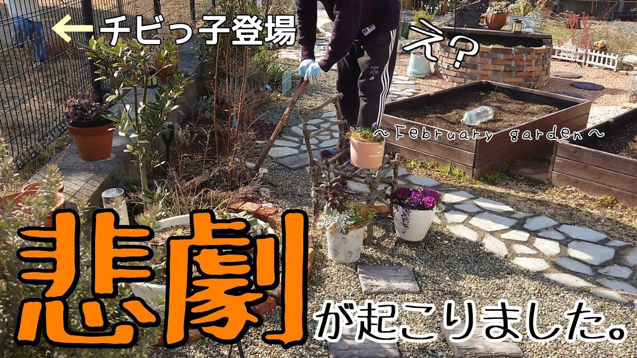 【ガーデニング】落葉樹の位置を変えたら立体感が出てお庭がオシャレになりました♪もっと早くやっとけばよかった！と、その時に起きた悲劇（個人的な）…