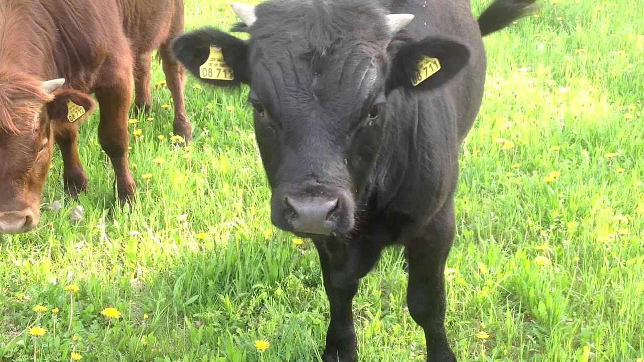 Dexter Hallertau Minirinder auf der Weide