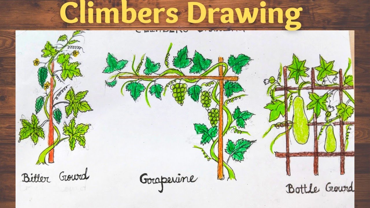 Climbers drawing ll how to draw climbers ll grapevine, bitter gourd, bottle gourd drawing ll