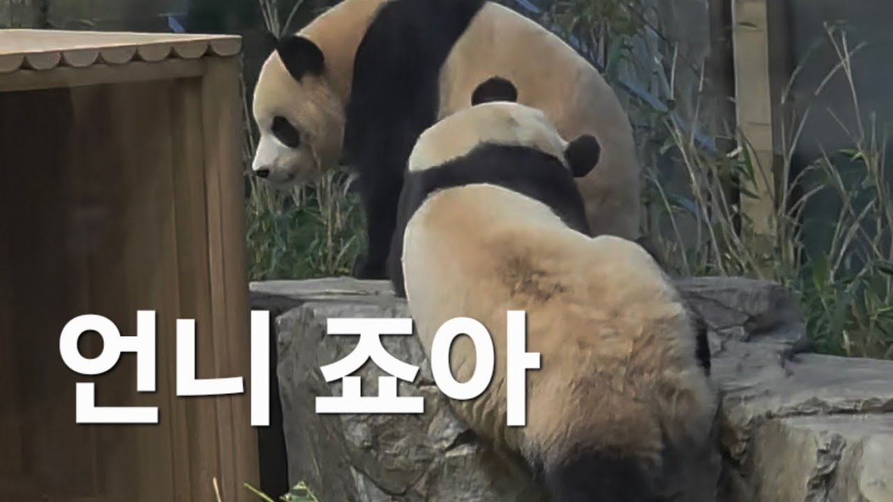 할부지 퇴근 할 시간이예요 #루이바오 #후이바오 #ruibao #huibao #세컨하우스 #에버랜드