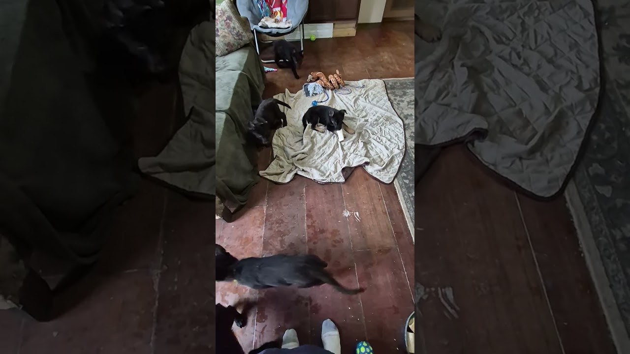 D LITTER rainy day shenanigans 