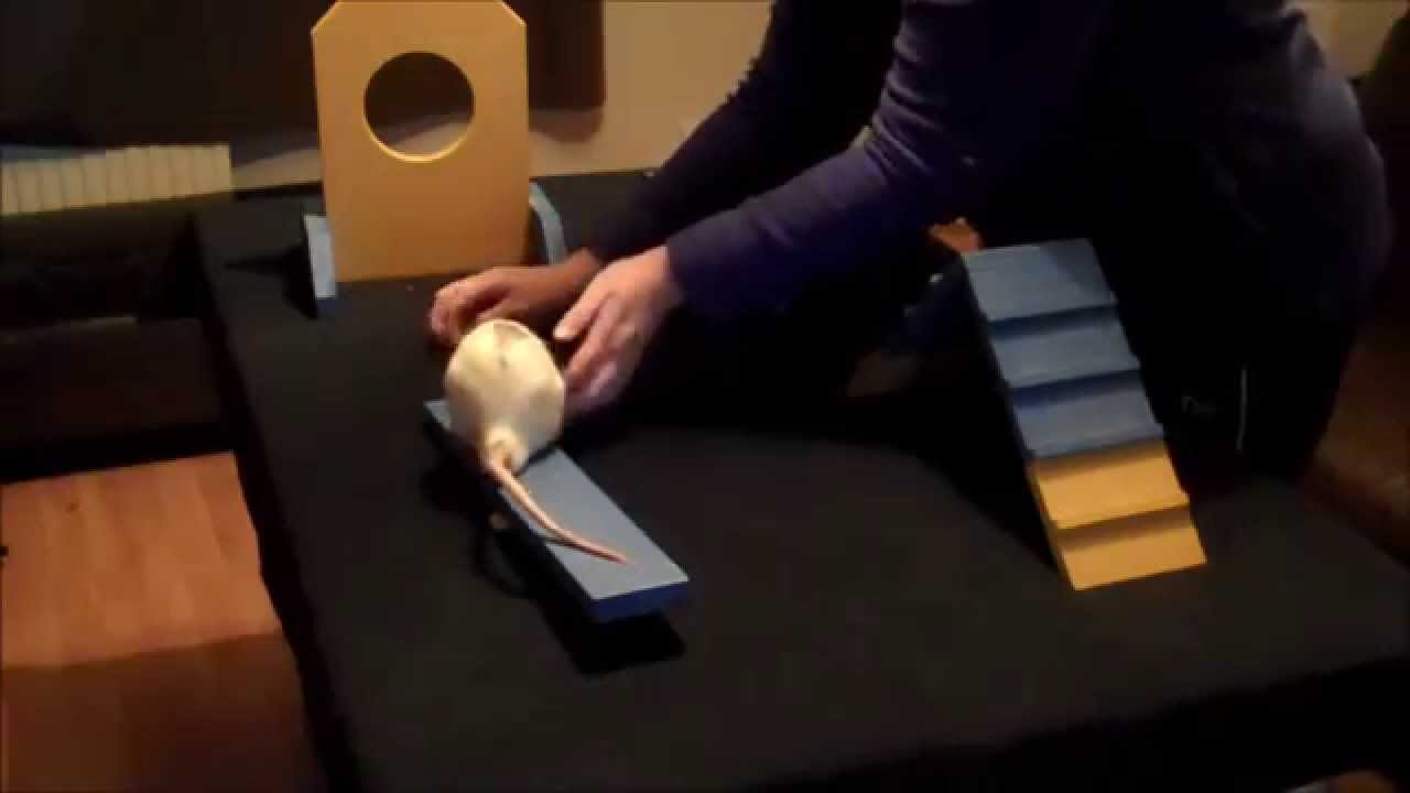 Rat agility Including the amazing Stripeless wonder