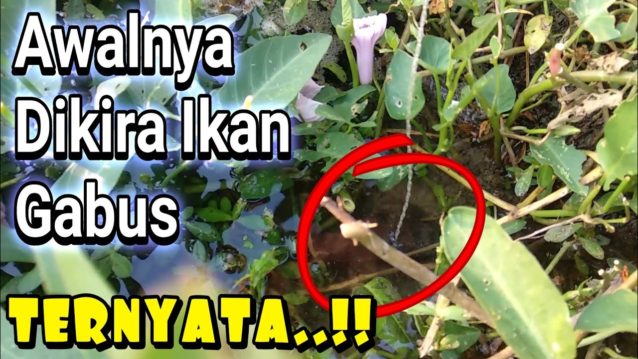 Salah Target..!!  MANCING BELUT BIKIN NGAKAK