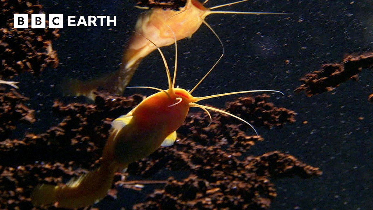 🔴 LIVE: A Journey Across Africa | BBC Earth