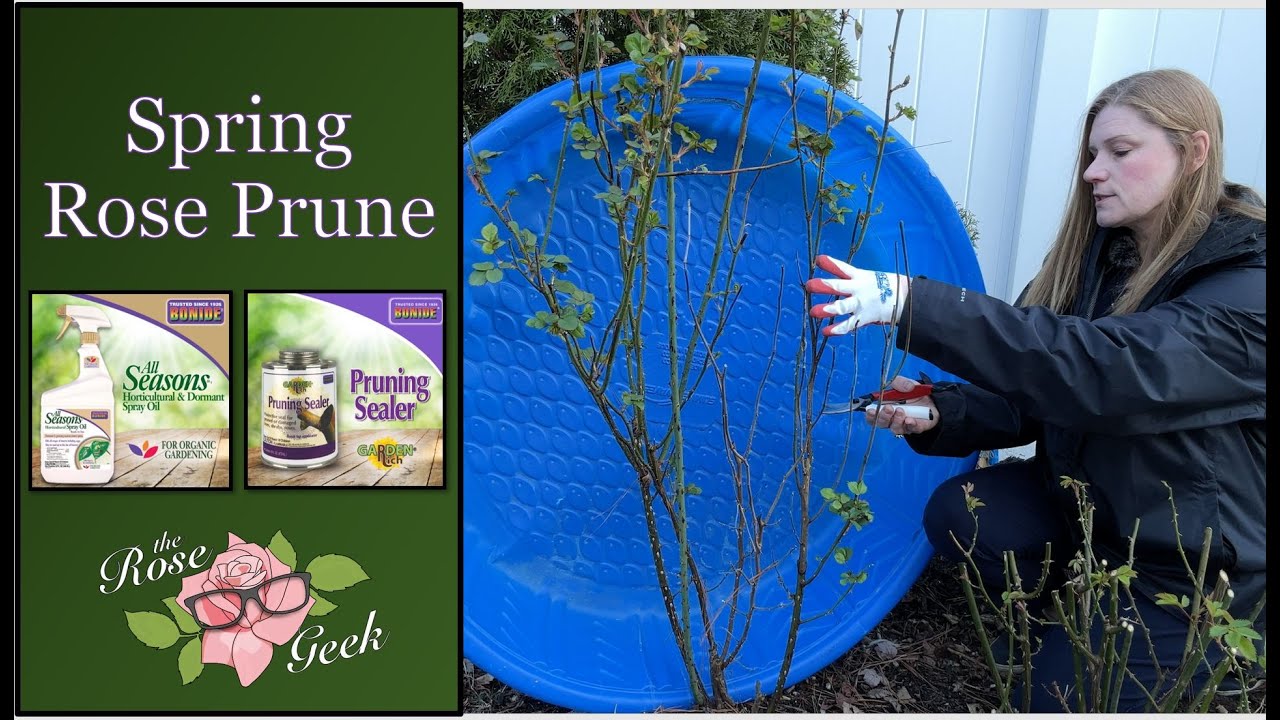🌹 Spring Rose Prune with Bonide Pruning Sealer & Dormant Spray (Organic)