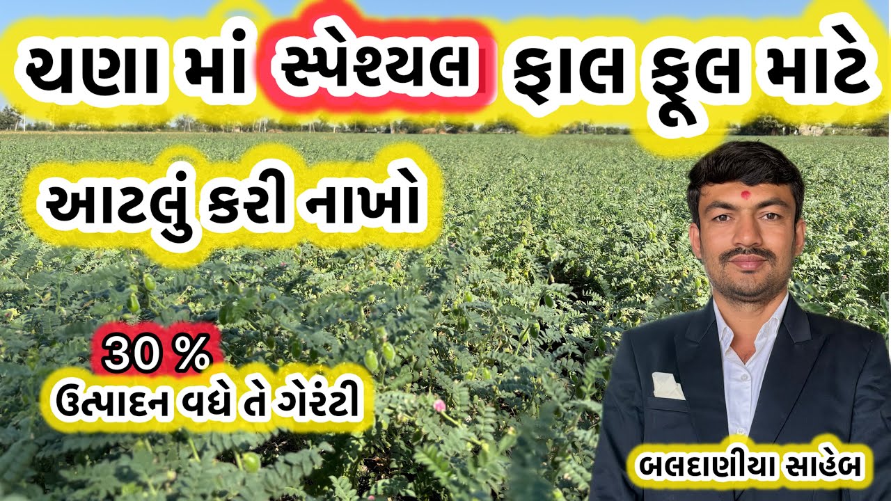 ચણા ના પાક માં સ્પેશ્યલ ફાલ ફૂલ માટે આટલી માવજત કરી નાખો @MANISHBALDANIYA 