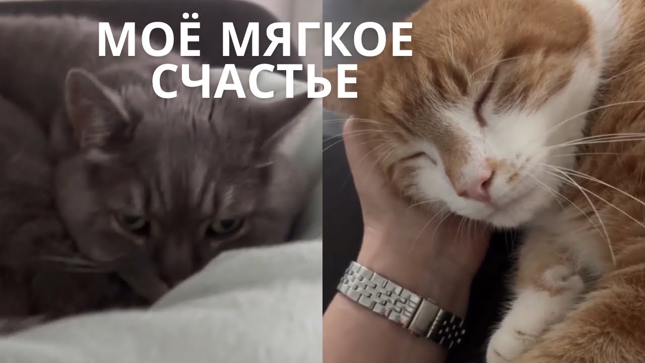 Есть такое лекарство-МУРЧАНИЕ.Проверено🐾🐈‍⬛🐈❤️