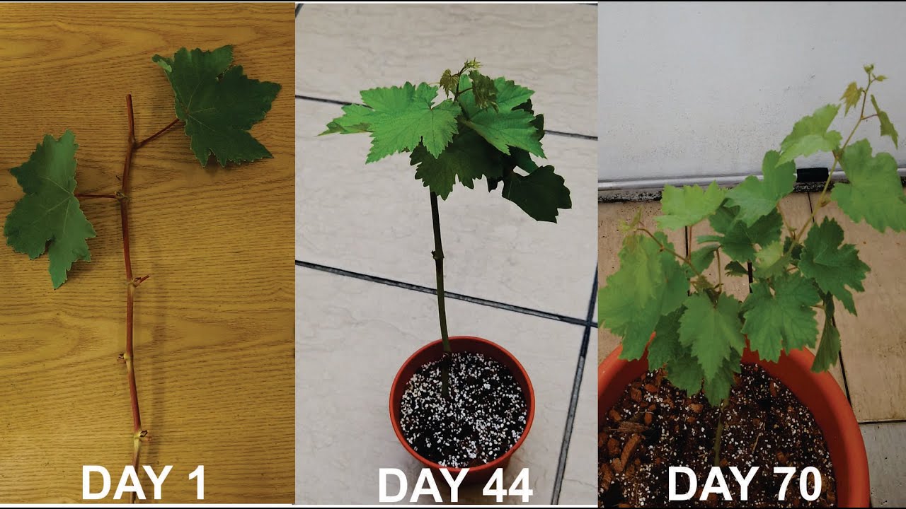 How to grow grapes from cuttings