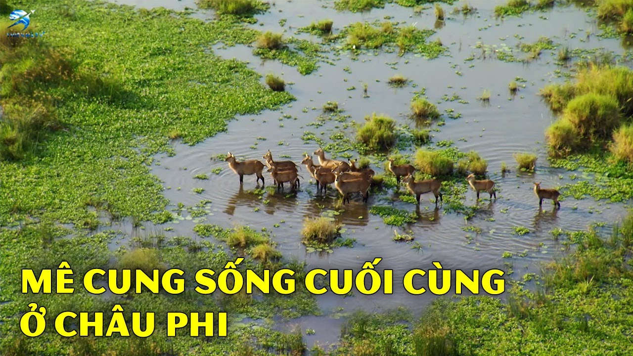 Dòng Nước Hoang Dã – Vùng Đất Vĩ Đại Nhất Của Sông Nile | Thiên Hà TV