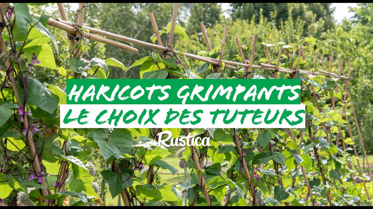 Tuteurer les haricots à rame