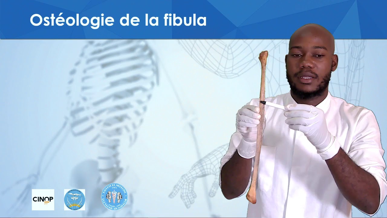 La fibula (péroné ) expliqué avec un os humain