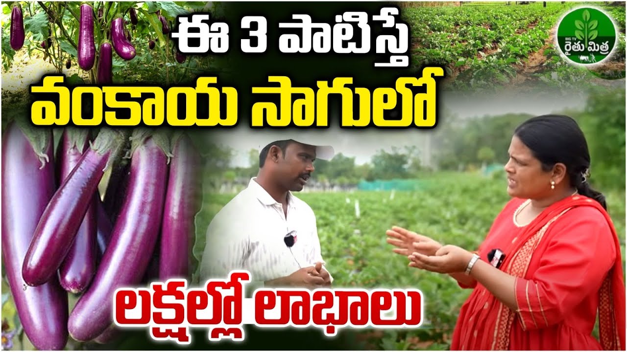 అంటు కట్టిన వంగ సాగు | Grafted Brinjal Cultivation | Grafting Vegetables | BIG TV Rythu Mithra