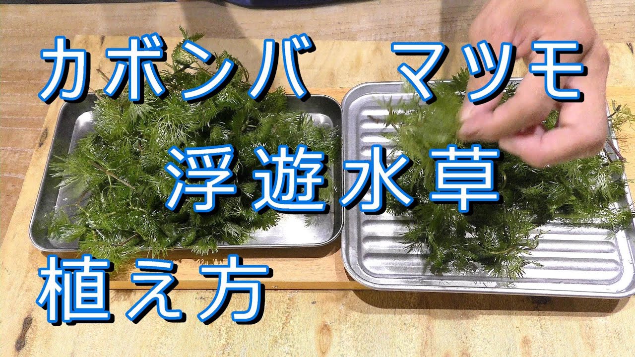 浮遊水草　カボンバ　マツモ　沈めて植える方法