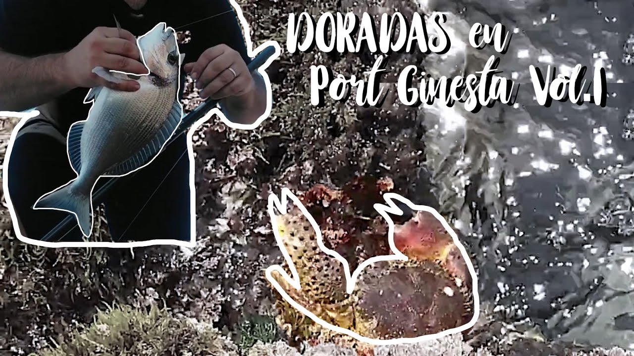 DORADA en Port Ginesta vol.I - Surfcasting Catalunya