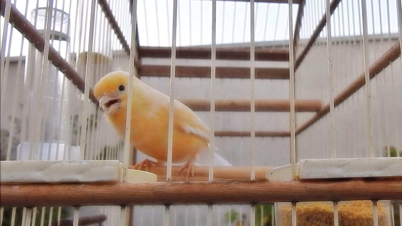Apresentando o Novo Canário Belga