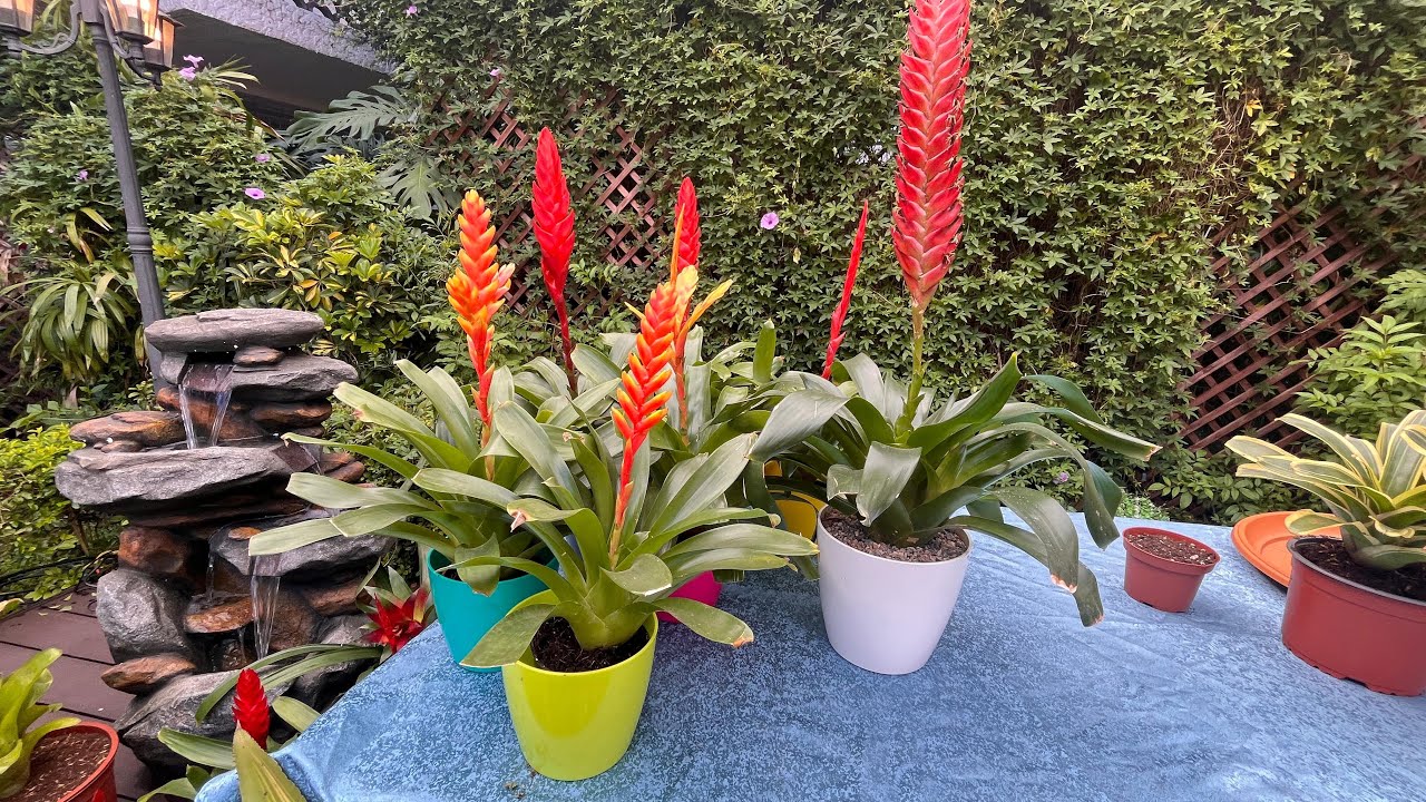 ¿Cómo sacarle un hijo a una bromelia?