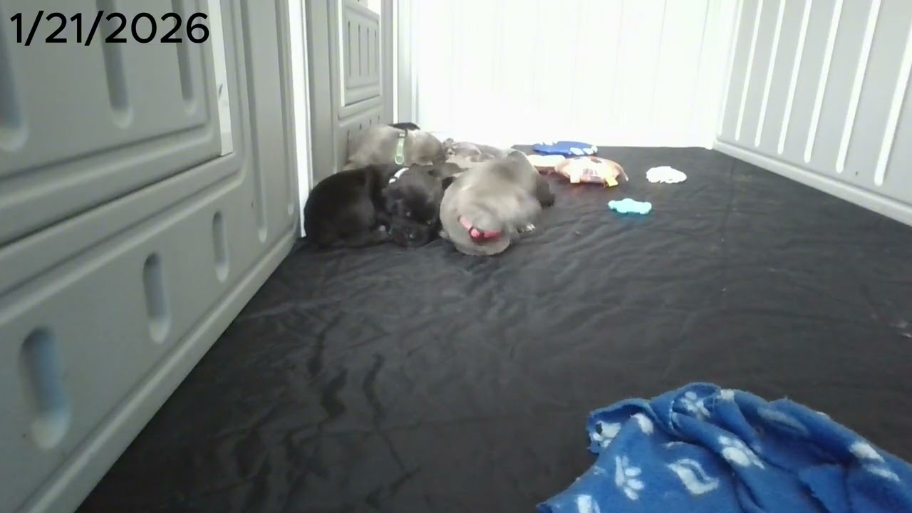 Puppy Cam (1/21/26)