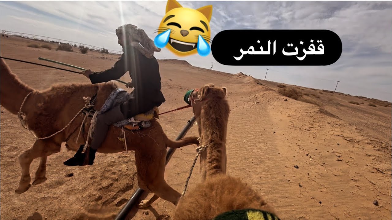 تشغيل العسايف وتعويدها على السيارات ولمزارع