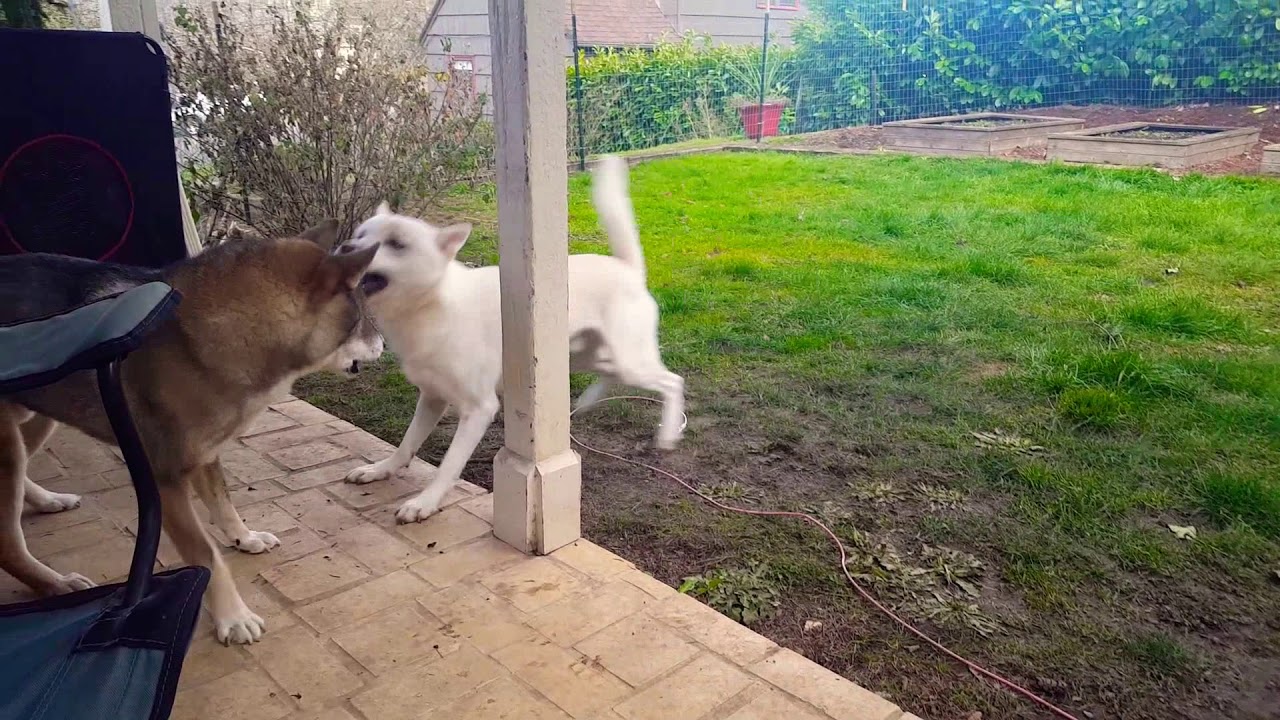 Jason (Kishu Ken) and TK (Shikoku Ken) gentle play